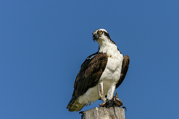 Osprey by Ronnie and Frances Howard Osprey by Ronnie and Frances Howard